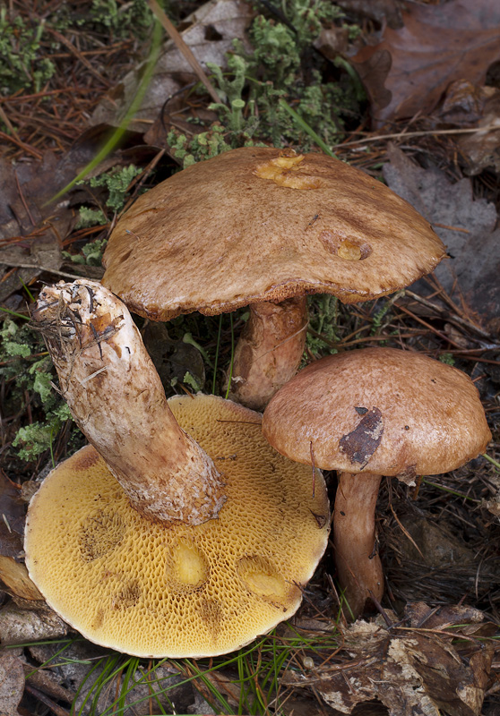 Suillus tridentinus